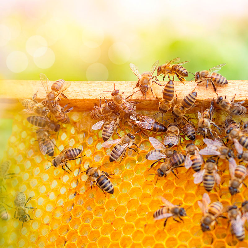 prodotti-apicoltura-laped-m